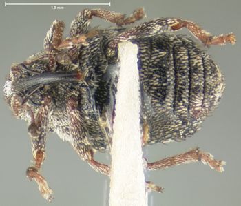 Media type: image;   Entomology 3013 Aspect: habitus ventral view